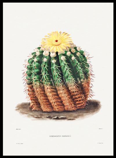 Golden Barrel Cactus Botanical Flowers Vintage Wall Art Print | Succulent, Green Plants, Colorful Floral Poster, Retro Antique Decor