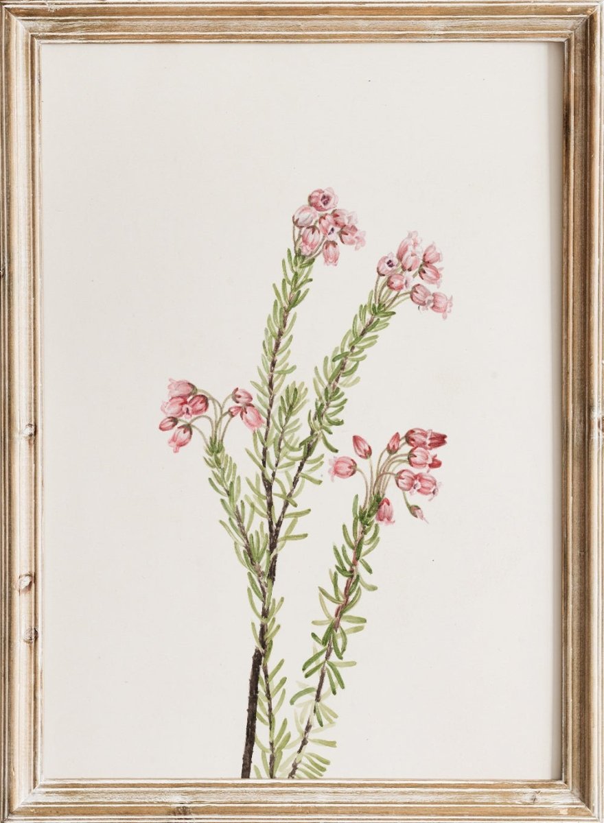 Vintage Pink Mountain Heather Flowers Botanical Still Life Wall