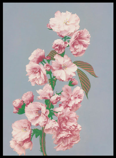 Ogawa Kazumasa Pink Cherry Blossom Flowers Vintage Japanese Photograph Botanical Art Print | Antique Japanese Floral Painting Poster
