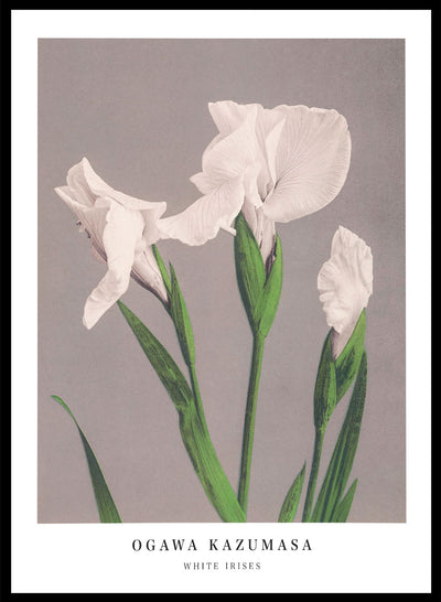 Ogawa Kazumasa White Irises Flowers Vintage Japanese Photograph Botanical Art Print | Antique Japanese Floral Painting, Japanese Poster