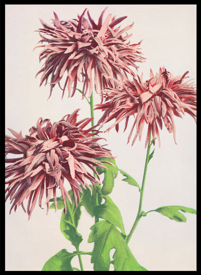 Ogawa Kazumasa Pink Chrysanthemum Flowers Vintage Japanese Photograph Botanical Art Print | Antique Japanese Floral Painting Poster