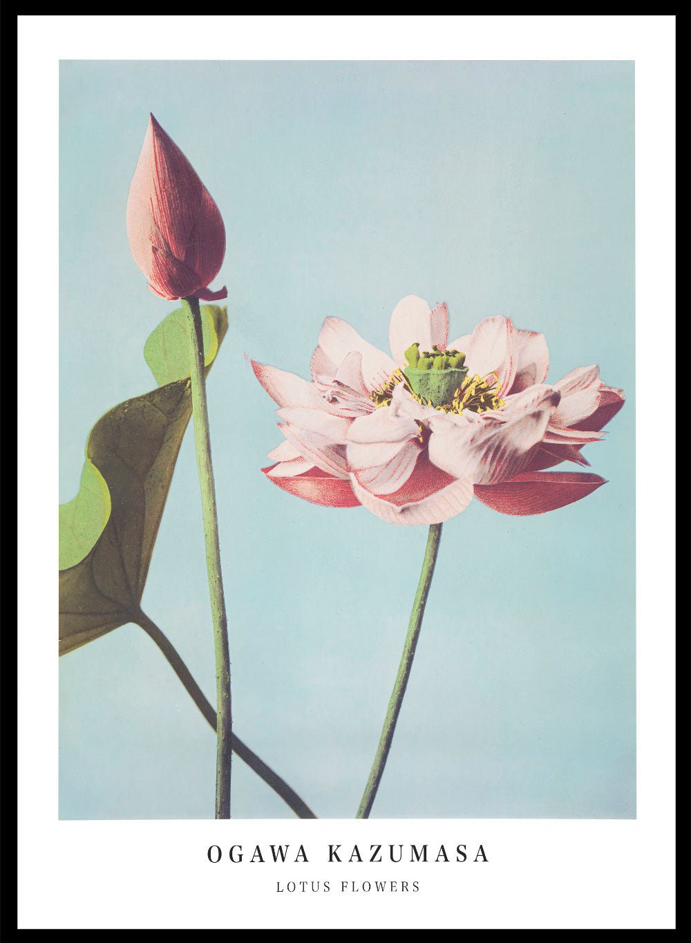 Ogawa Kazumasa Lotus Flowers Vintage Japanese Photograph Botanical