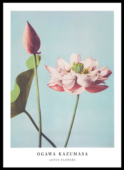Ogawa Kazumasa Lotus Flowers Vintage Japanese Photograph Botanical Art Print | Antique Japanese Floral Painting, Japanese Poster, 小川 一眞 