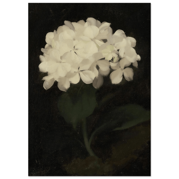 "White Hydrangea" Art Print_Sugar & Canvas