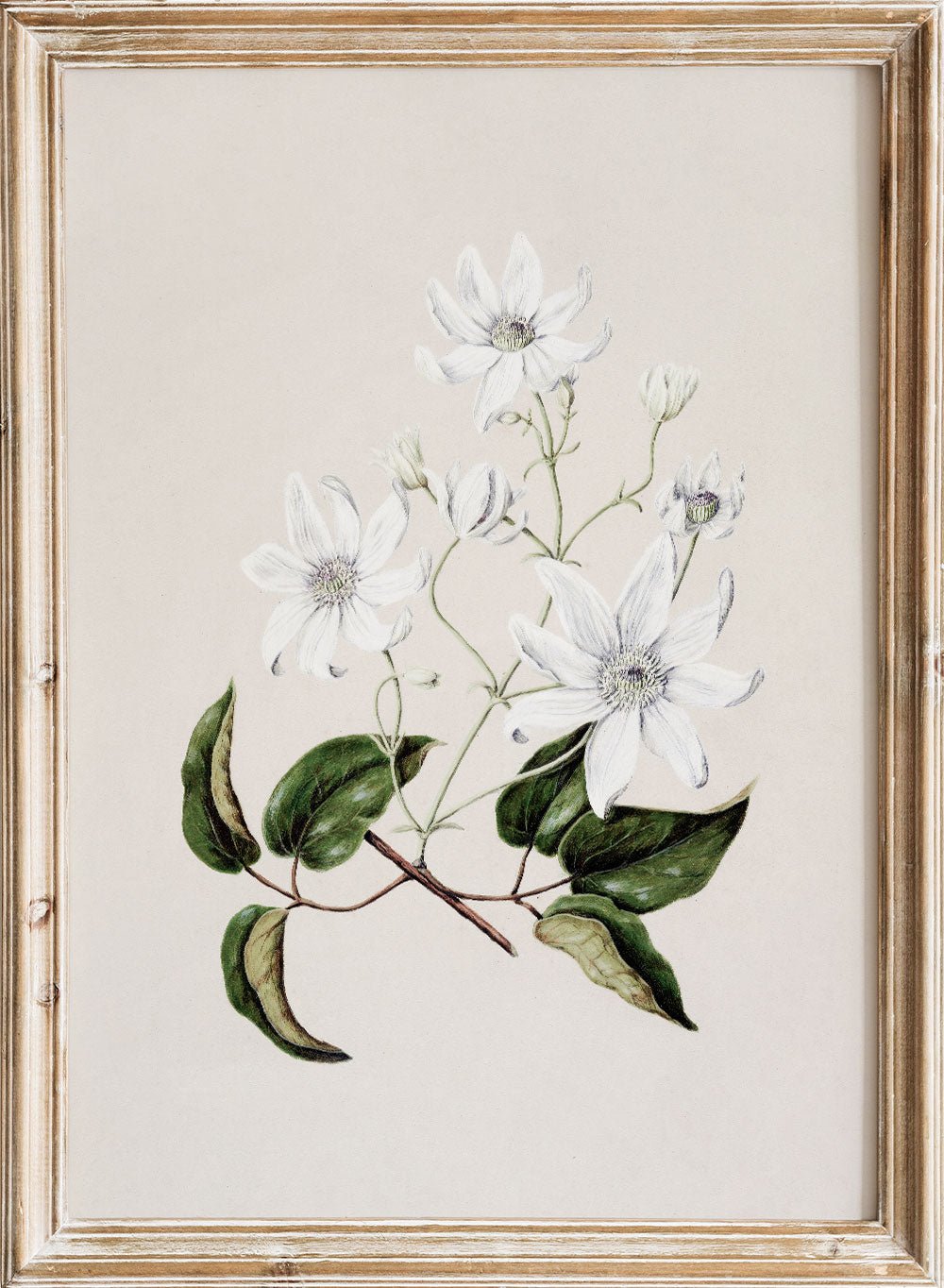 "Puawananga: Clematis Indivisa" Art Print_Sugar & Canvas