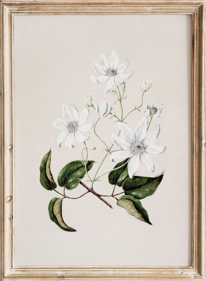 "Puawananga: Clematis Indivisa" Art Print_Sugar & Canvas
