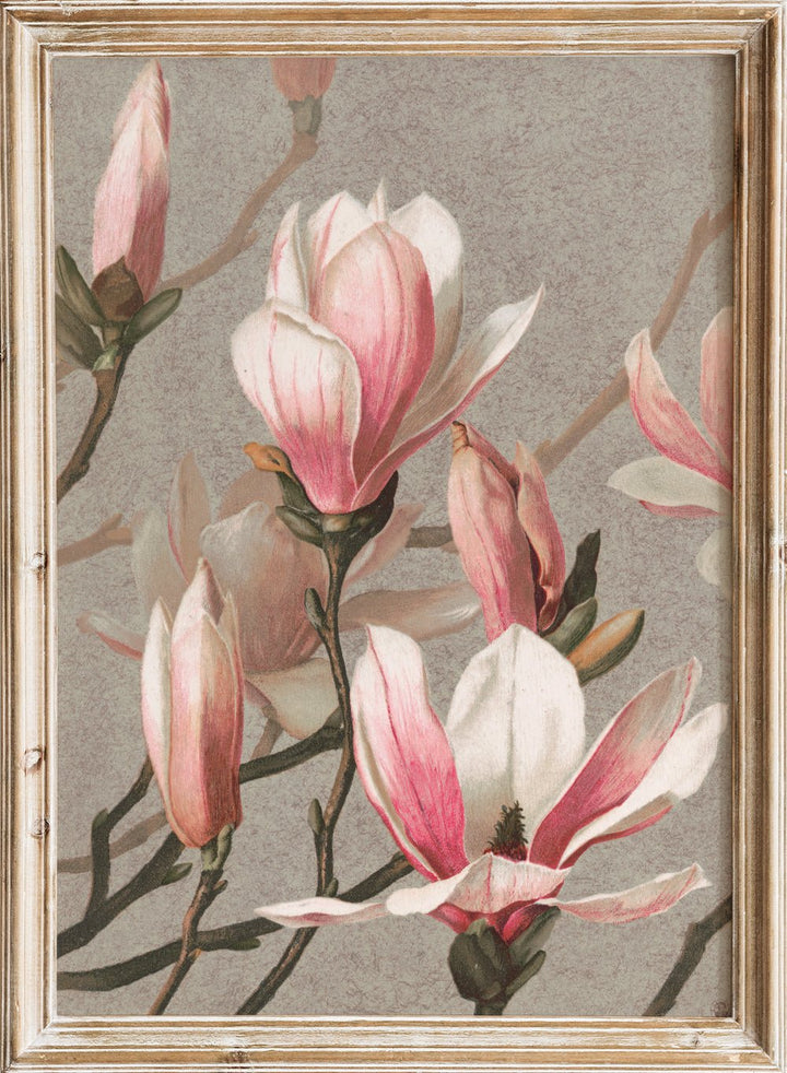 "Magnolia" Art Print_Sugar & Canvas