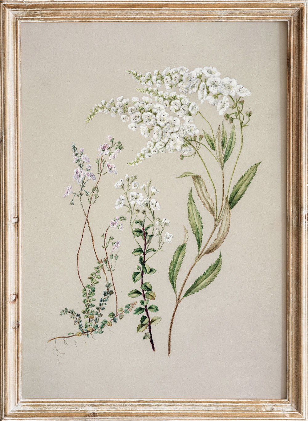 "Veronica" Art Print_Sugar & Canvas