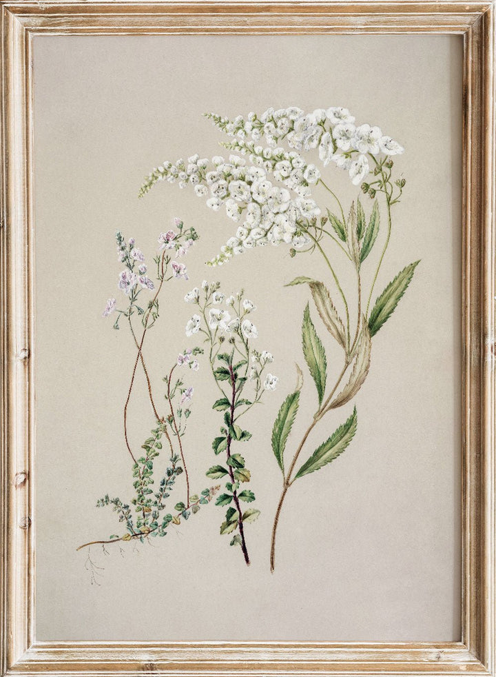 "Veronica" Art Print_Sugar & Canvas