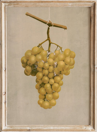 Vintage Grapes Fruit Wall Art Print | Antique Botanical Food Poster, Rustic Kitchen Decor, Farmhouse Fruit Still Life, Kitchen Decor, Louis Prang & Co. - Prize golden Hamburg grapes (1897)