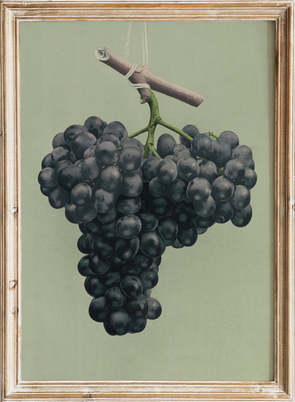 European Vintage Black Grapes Still Life Wall Art Print, Colorful Fruit Painting, Fruits Poster, Antique Country Farmhouse Kitchen, Louis Prang & Co. - Prize black Alicante grapes