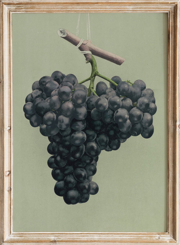 "Prize Black Alicante Grapes" Art Print_Sugar & Canvas