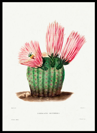 Rainbow Cactus Botanical Flowers Vintage Wall Art Print | Spring Succulent, Green Plants, Colorful Floral Poster, Retro Antique Decor