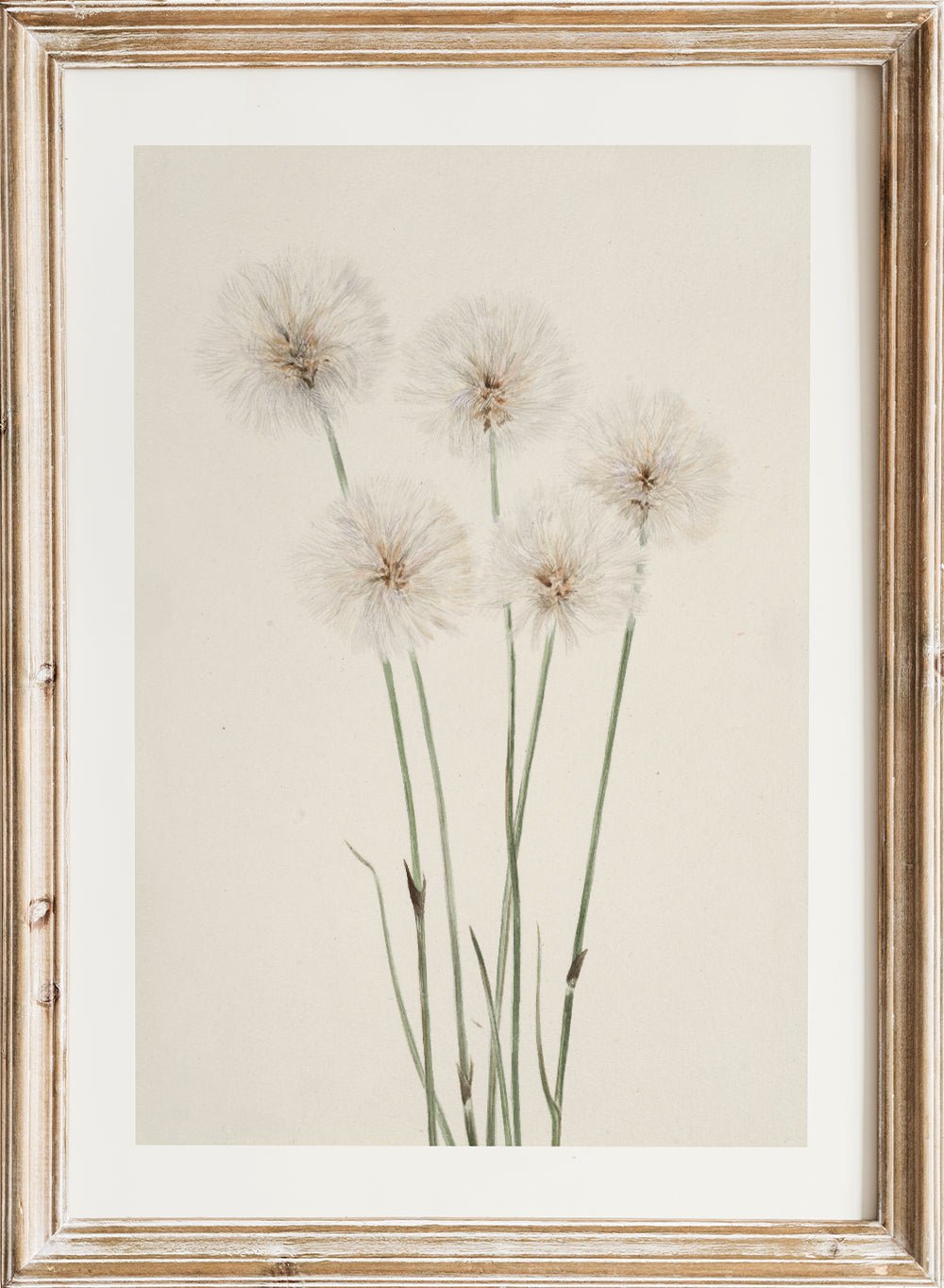 "Slender Cotton - Grass" Art Print_Sugar & Canvas