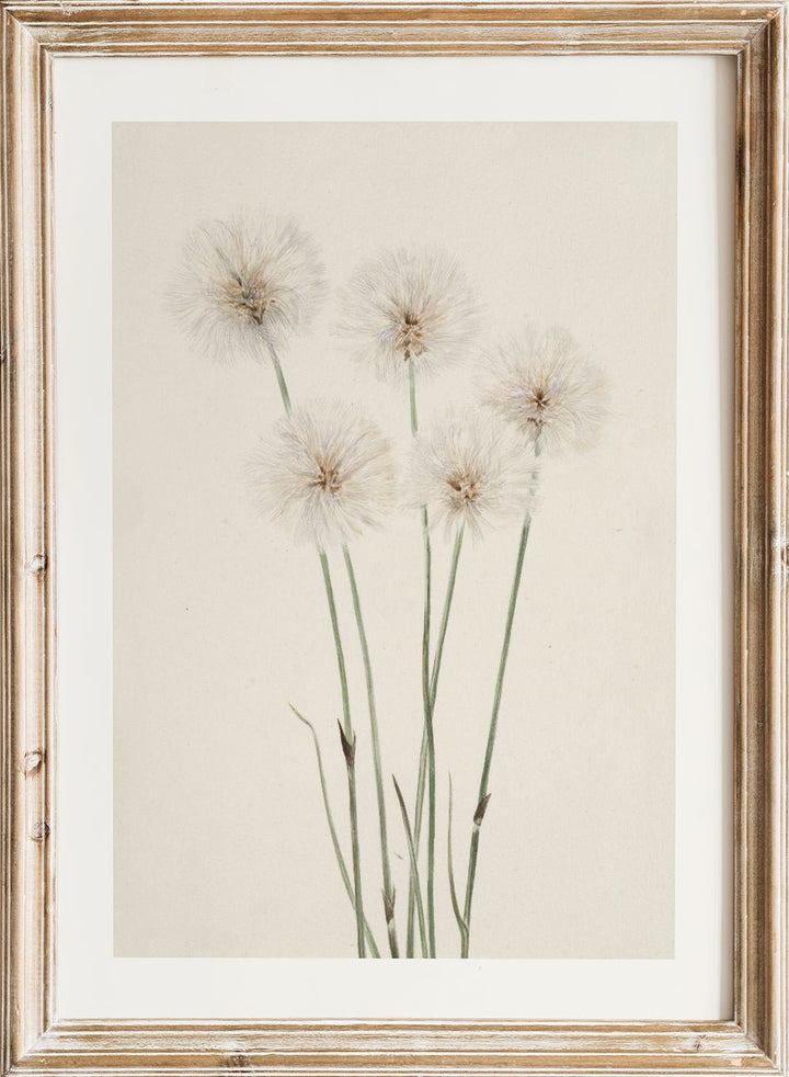 "Slender Cotton - Grass" Art Print_Sugar & Canvas