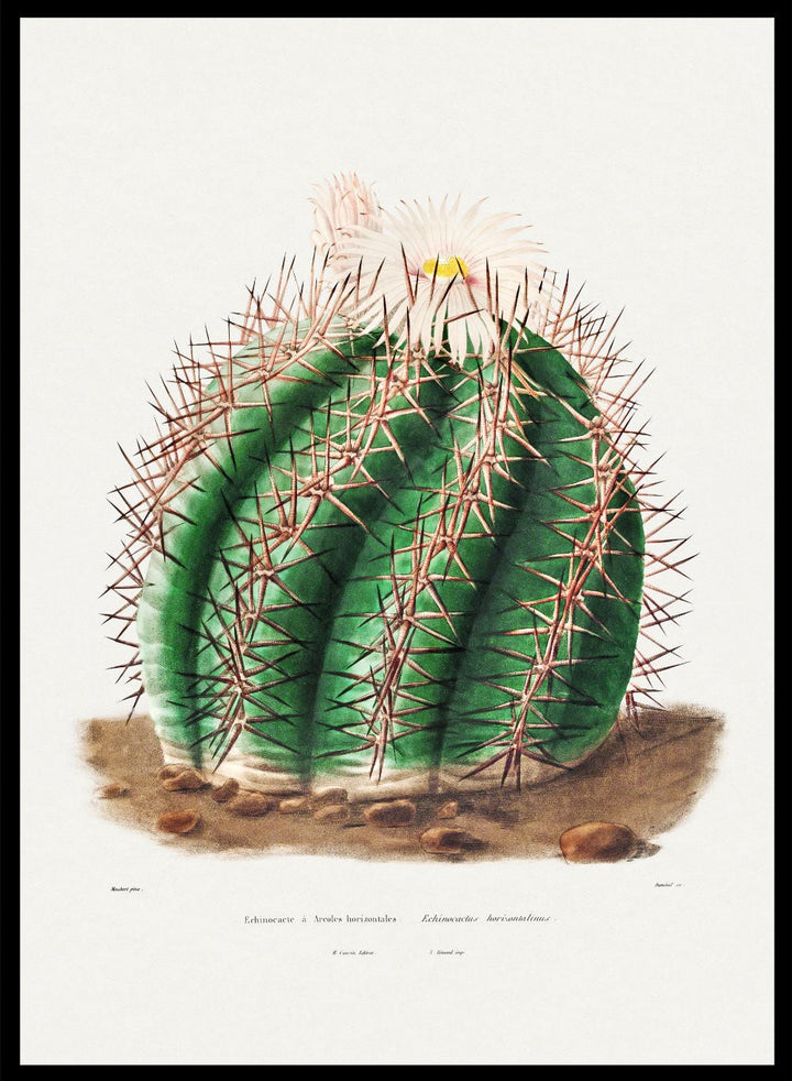 Turk's Head Cactus Vintage Art Print BA32_Sugar & Canvas