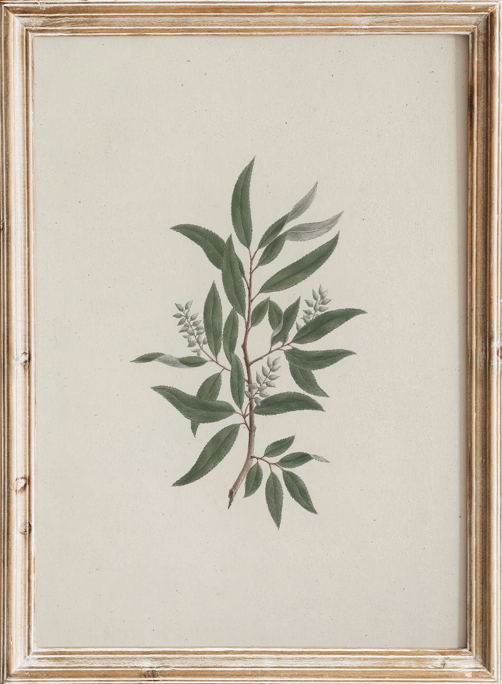 "Willow Tree" Art Print_Sugar & Canvas