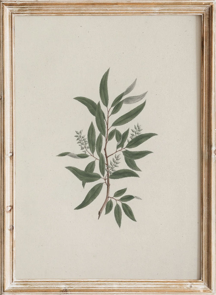 "Willow Tree" Art Print_Sugar & Canvas