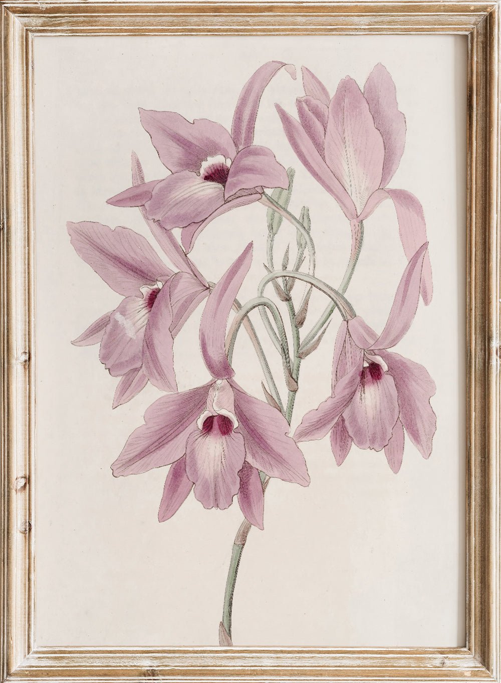 "Long - stalked Laelia" Art Print_Sugar & Canvas