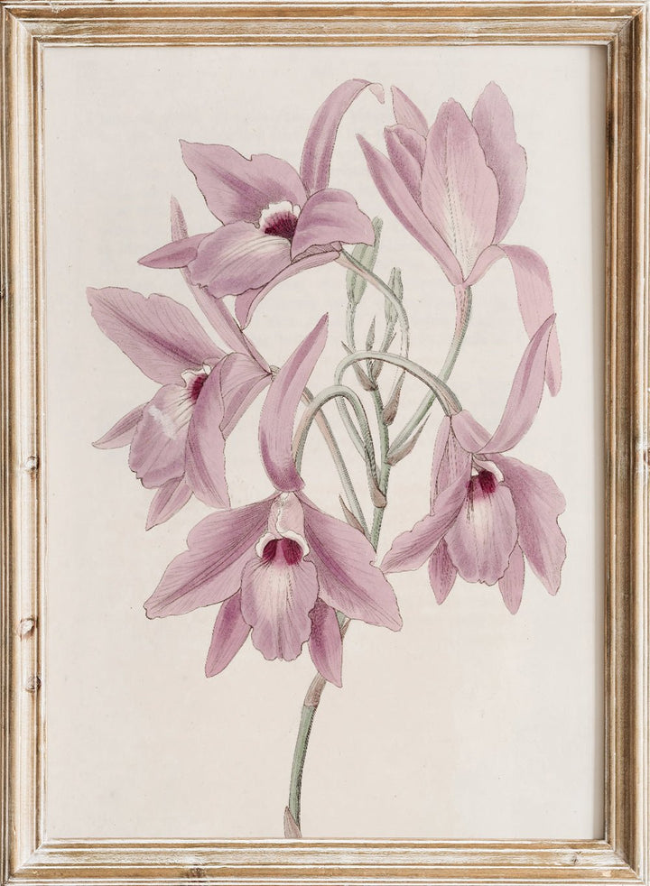 "Long - stalked Laelia" Art Print_Sugar & Canvas