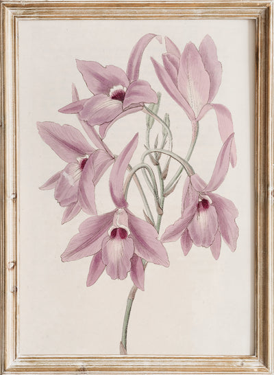 Sydenham Edwards - Long-stalked Laelia , Vintage Pink Laelia Orchid Flowers Botanical Still Life Wall Art Print | Minimalist Wildflower Floral Plant Watercolor Painting Decor