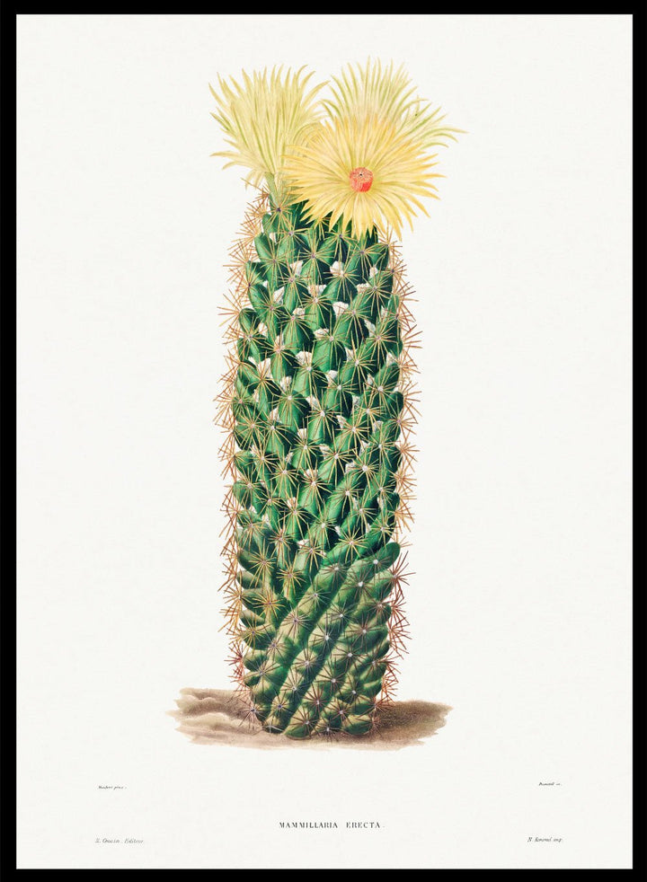 Hedgehog Cactus Vintage Art Print BA29_Sugar & Canvas