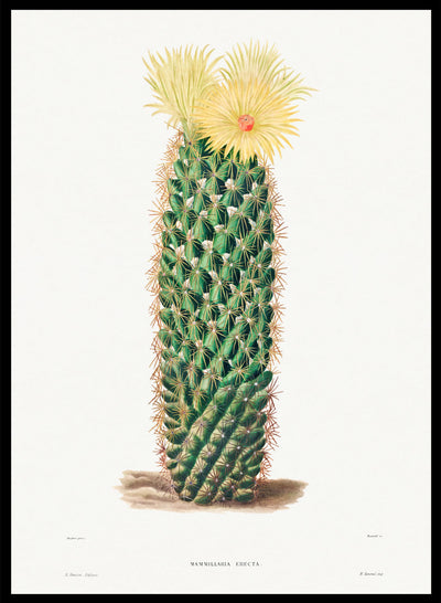 Hedgehog Cactus Botanical Flowers Vintage Wall Art Print | Spring Succulent, Green Plants, Colorful Floral Poster, Retro Antique Decor