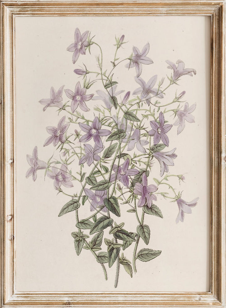 "Laefling’s Bellflower" Art Print_Sugar & Canvas