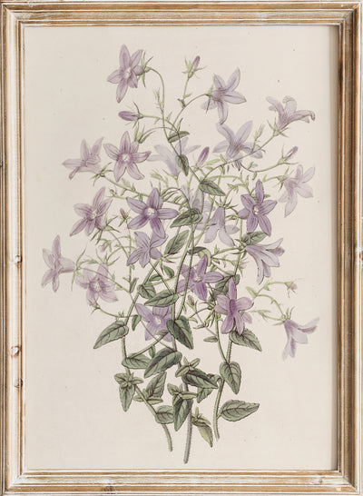 Sydenham Edwards - Laefling’s Bellflower, Vintage Purple Bellflower Flowers Botanical Still Life Wall Art Print | Minimalist Wildflower Floral Plant Watercolor Painting Decor