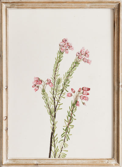 Vintage Pink Mountain Heather Flowers Botanical Still Life Wall Art Print | Minimalist Wildflower Floral Plant Watercolor Painting, Mary Vaux Walcott - Pink Mountain Heather