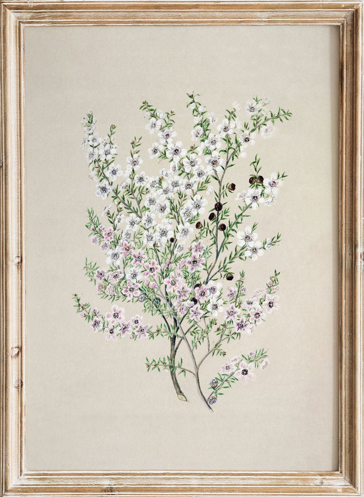 "Manuka" Art Print_Sugar & Canvas