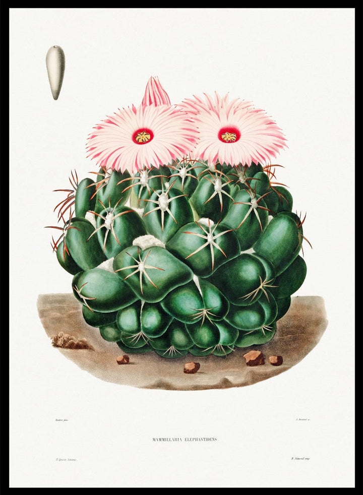Elephants Tooth Cactus Vintage Art Print BA31_Sugar & Canvas