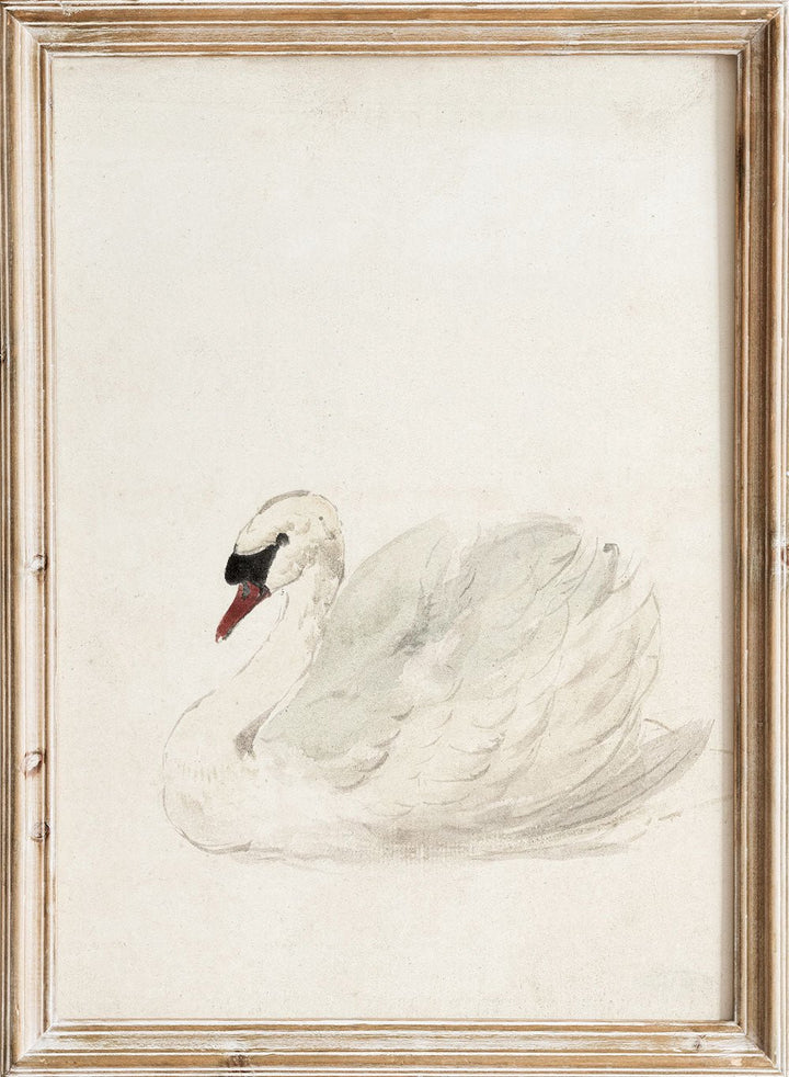 "Swan" Art Print_Sugar &amp; Canvas