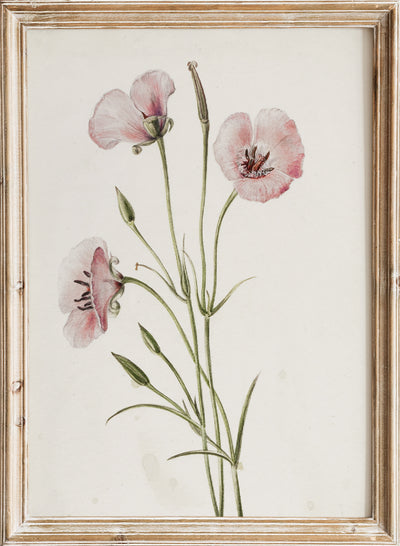 Vintage Lilac Mariposa Pink Flower Botanical Still Life Wall Art Print | Minimalist Wildflower Floral Plant Watercolor Painting Decor, Mary Vaux Walcott, Lilac Mariposa