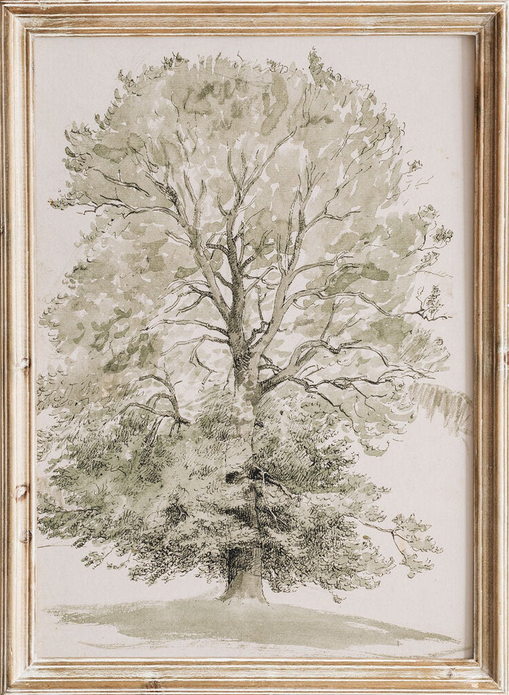 "A Large Beech Tree with Green Foliage" Art Print_Sugar & Canvas