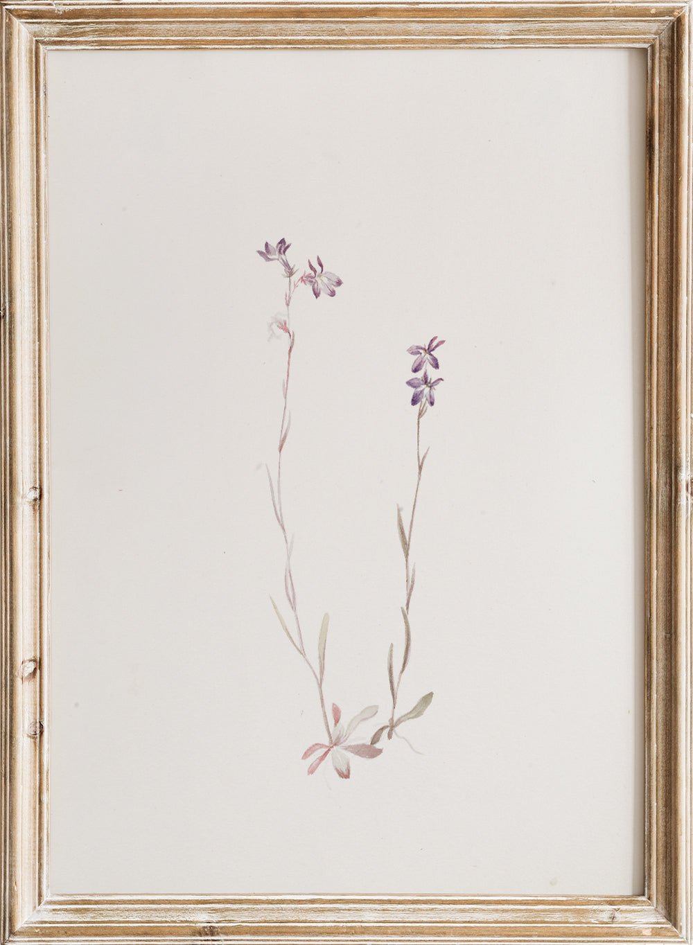 "Lobelia Kalmii" Art Print_Sugar & Canvas