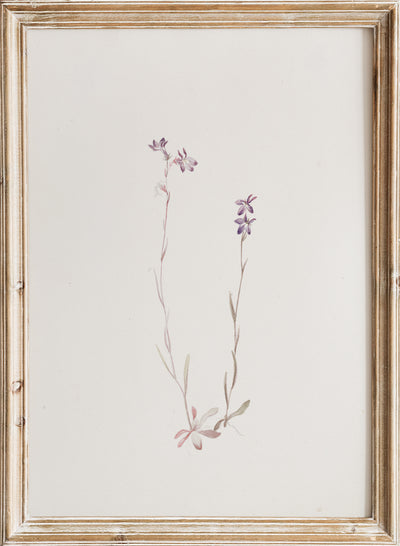 Vintage Lobelia Kalmii Purple Flowers Botanical Still Life Wall Art Print | Minimalist Wildflower Floral Plant Watercolor Painting, Mary Vaux Walcott-Lobelia Kalmii