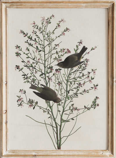 Vintage Bird Flower Wall Art Print, Antique Botanical Nature Illustration Poster, Rustic Cottagecore Animal Print, Floral Bird Decor, Robert Havell - Orange-crowned Warbler