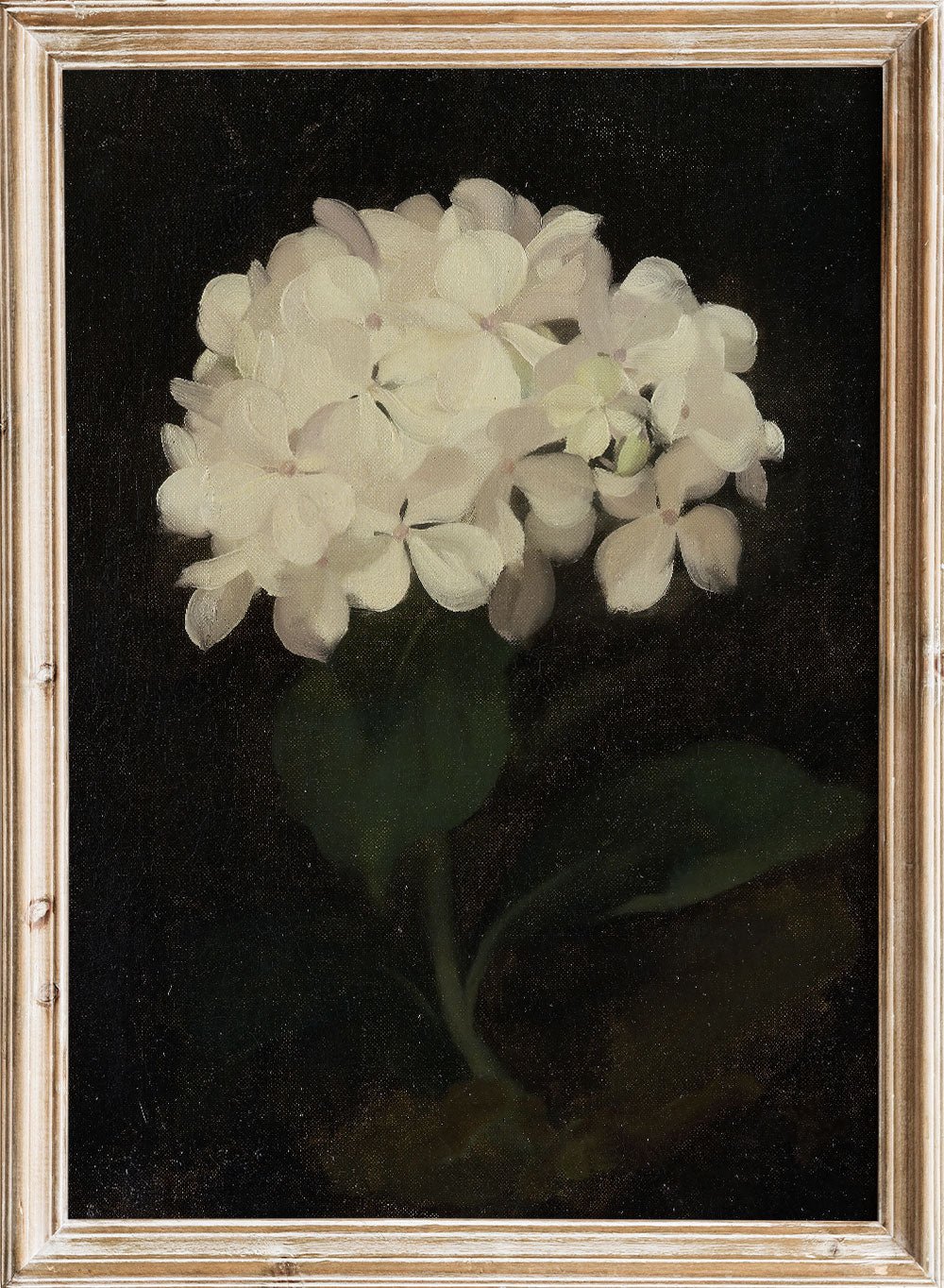 "White Hydrangea" Art Print_Sugar & Canvas