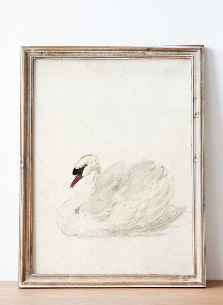 "Swan" Art Print_Sugar &amp; Canvas