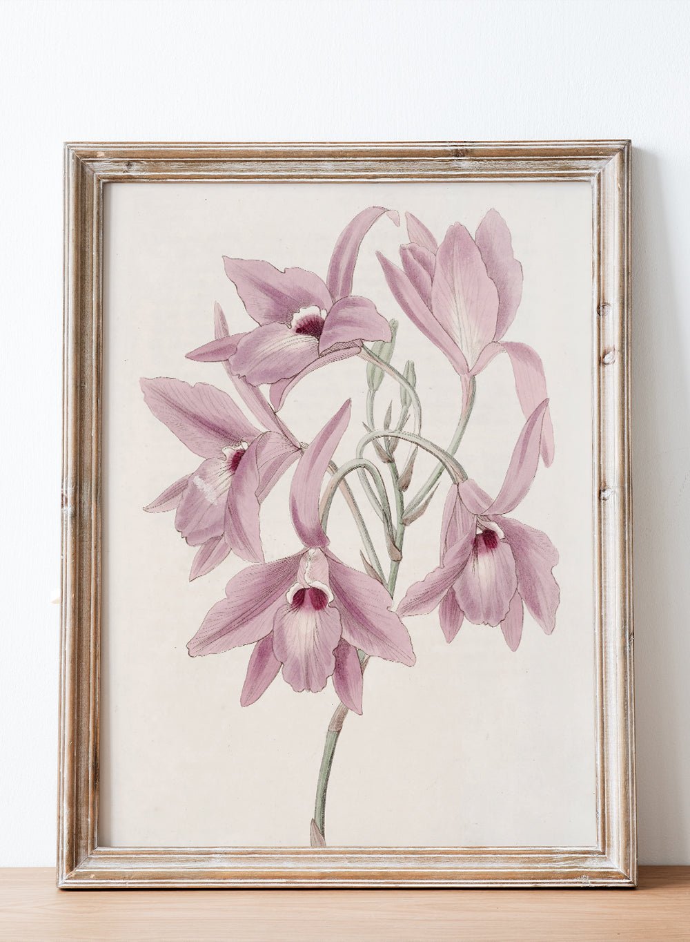 "Long - stalked Laelia" Art Print_Sugar & Canvas