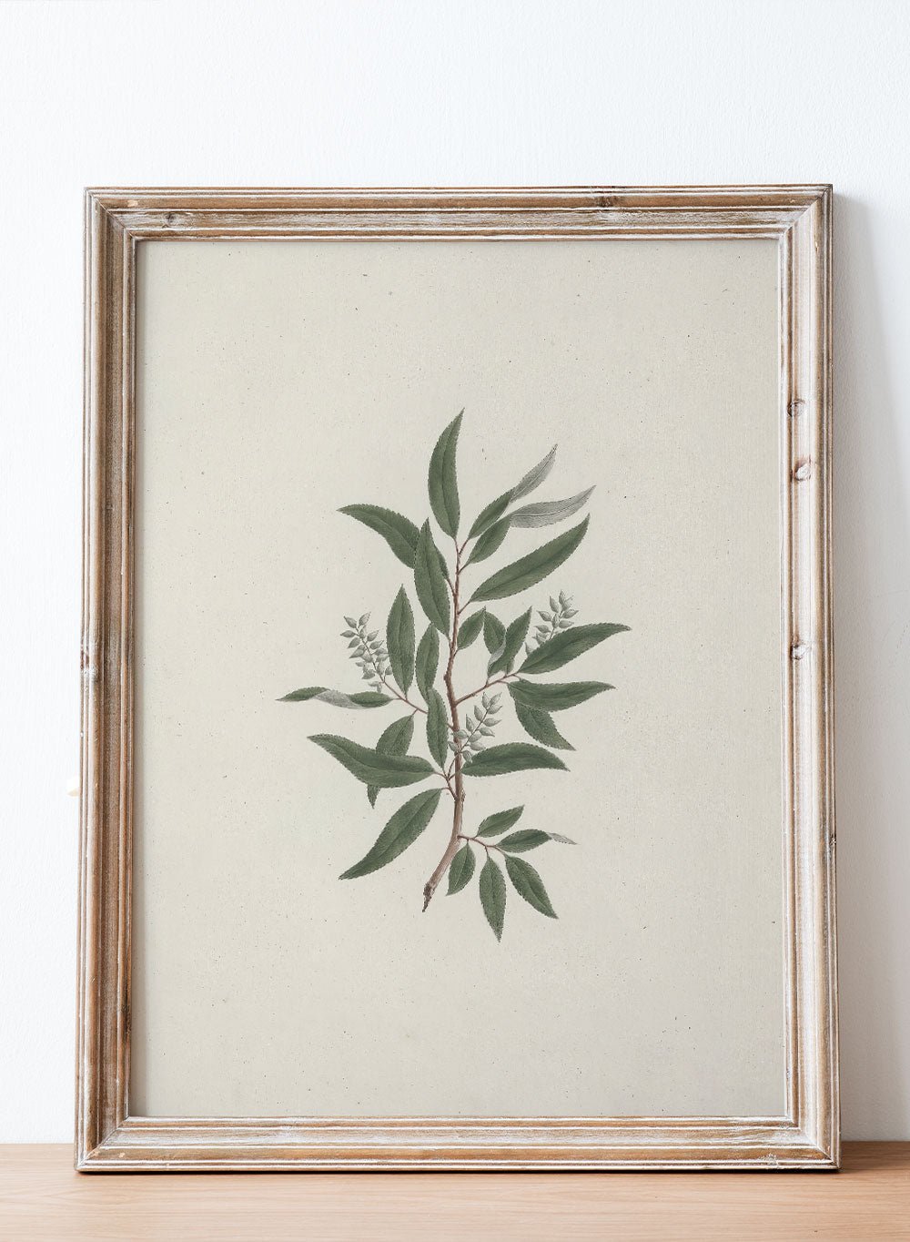 "Willow Tree" Art Print_Sugar & Canvas