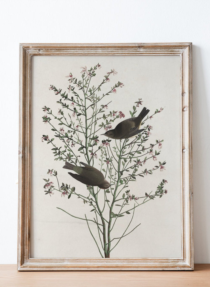 "Orange - crowned Warbler" Art Print_Sugar & Canvas