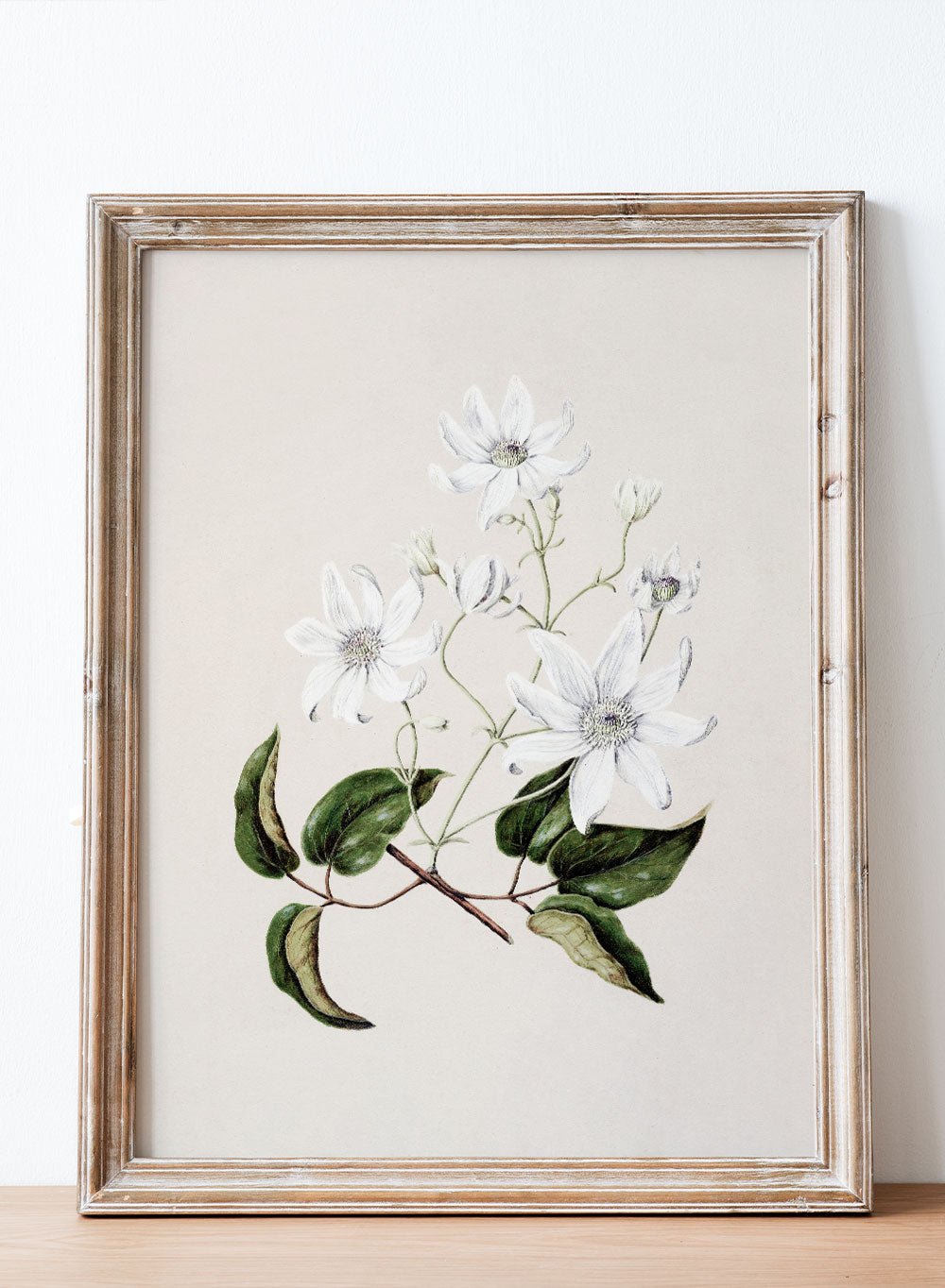 "Puawananga: Clematis Indivisa" Art Print_Sugar & Canvas