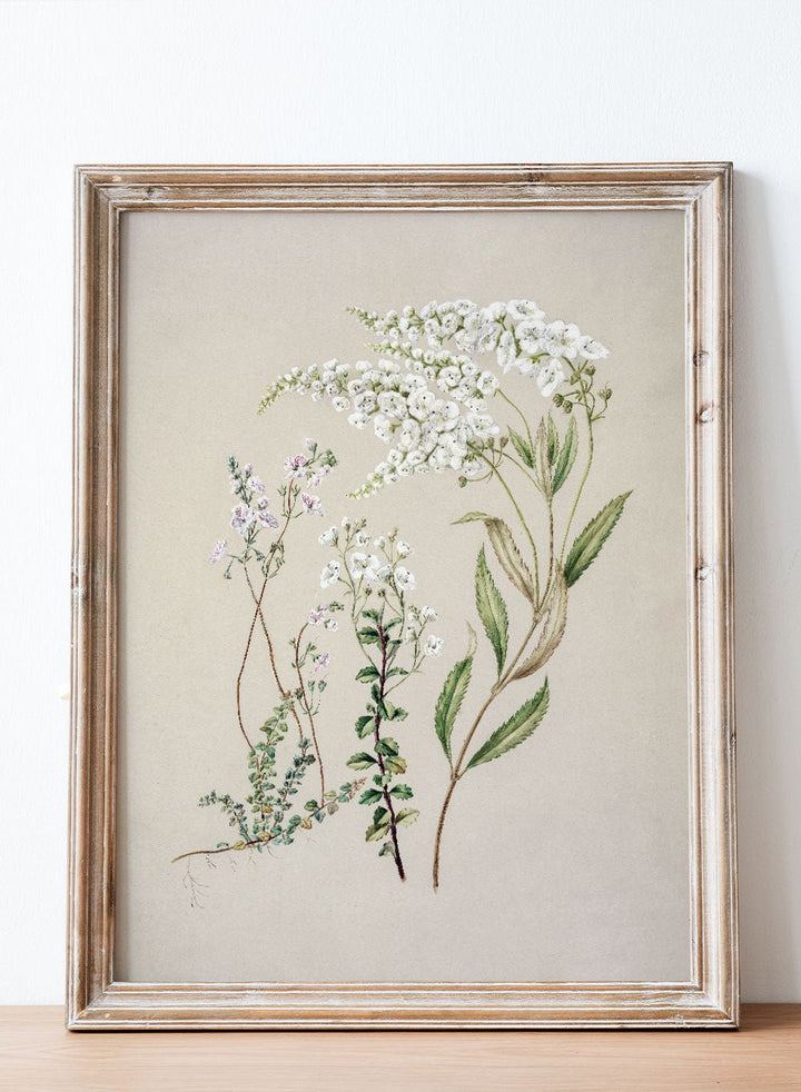 "Veronica" Art Print_Sugar & Canvas