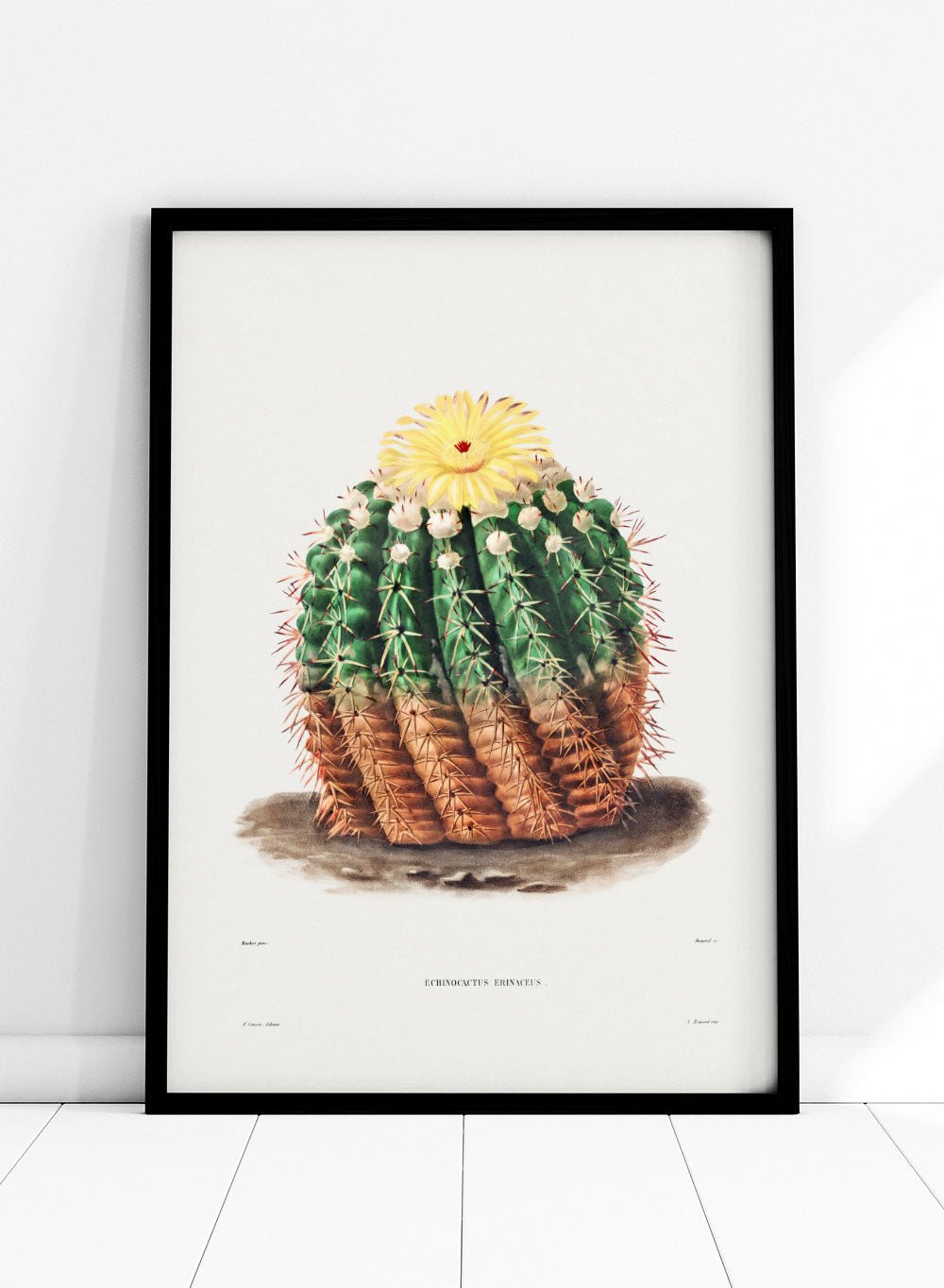 Golden Barrel Cactus Vintage Art Print BA30_Sugar & Canvas