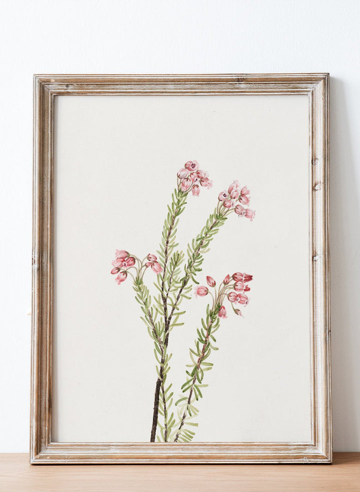 "Pink Mountain Heather" Art Print_Sugar & Canvas