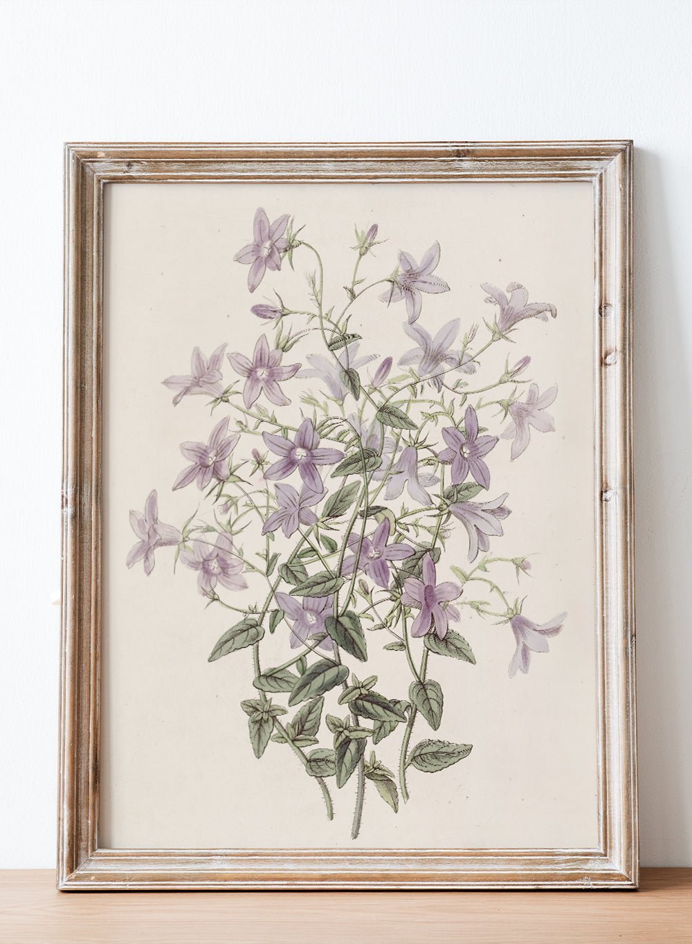 "Laefling’s Bellflower" Art Print_Sugar & Canvas
