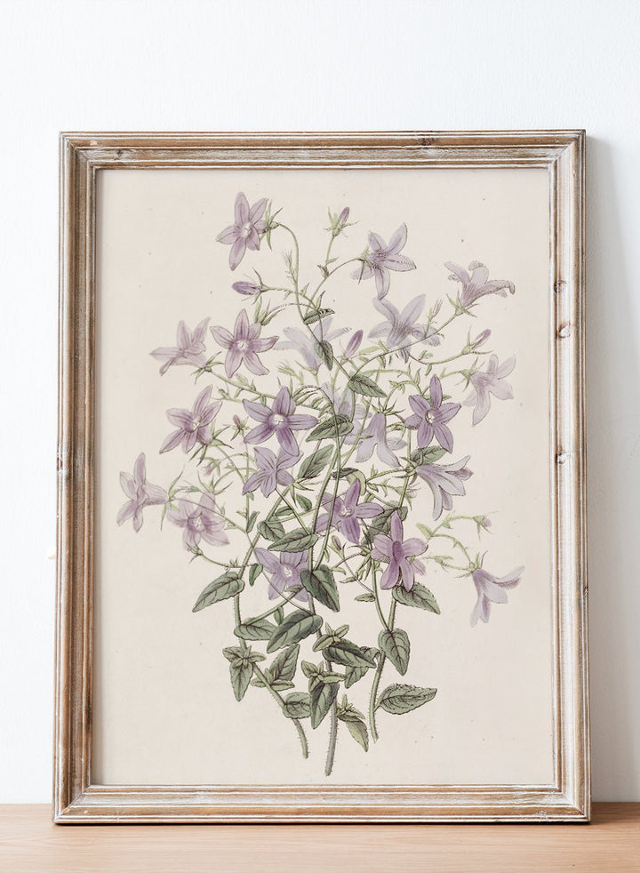 "Laefling’s Bellflower" Art Print_Sugar & Canvas