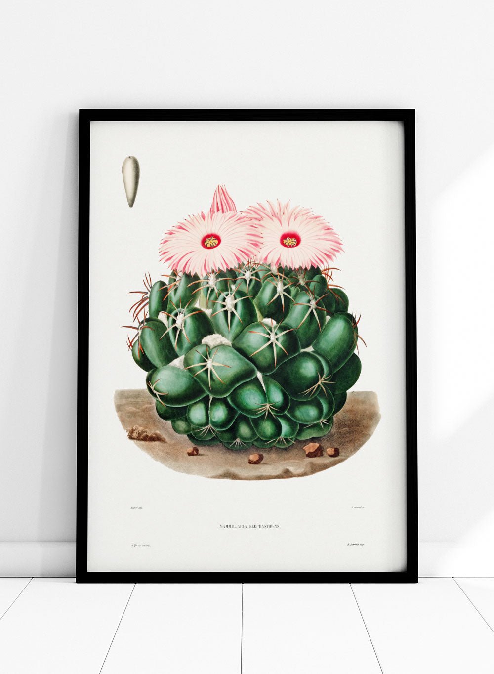 Elephants Tooth Cactus Vintage Art Print BA31_Sugar & Canvas